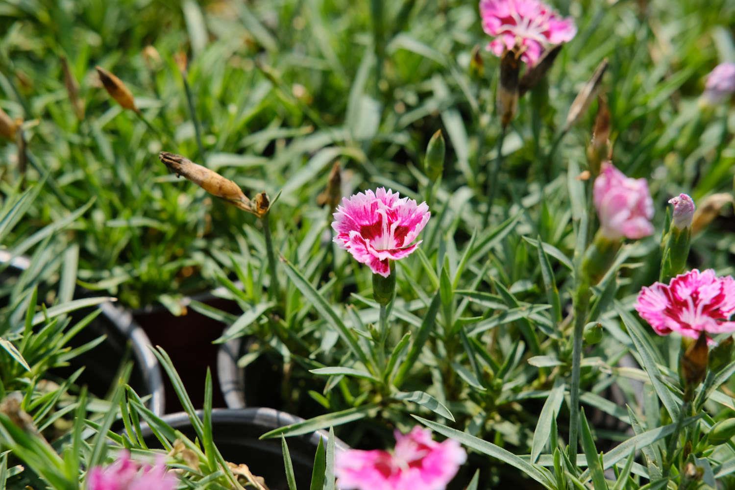 Dianthus