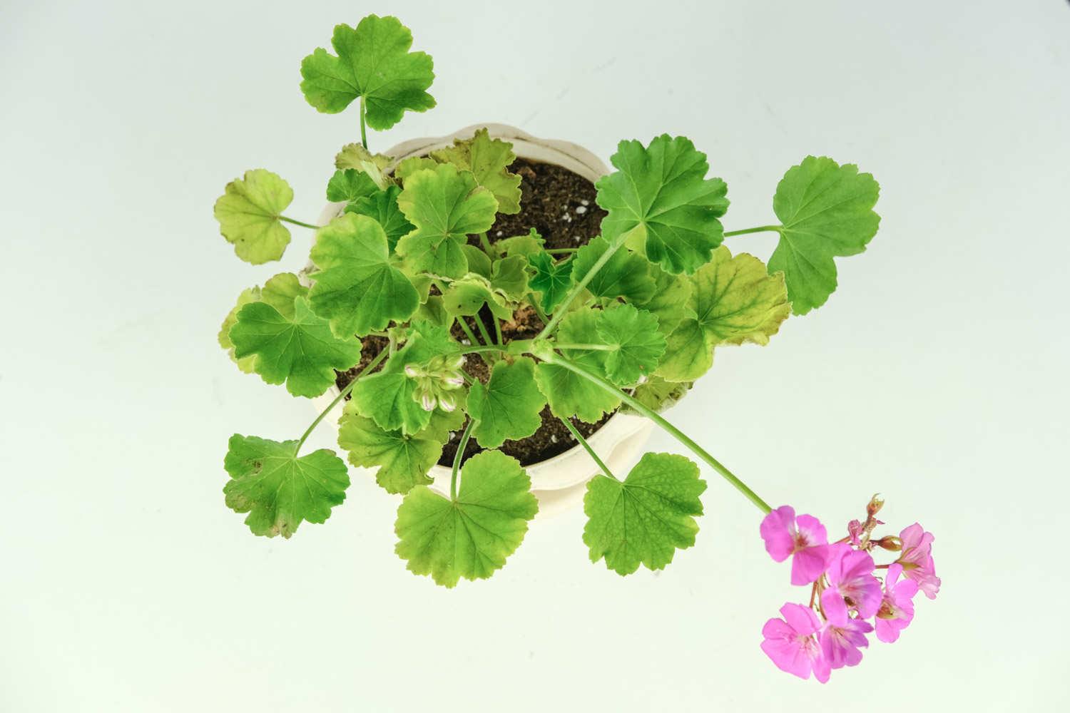 Geranium