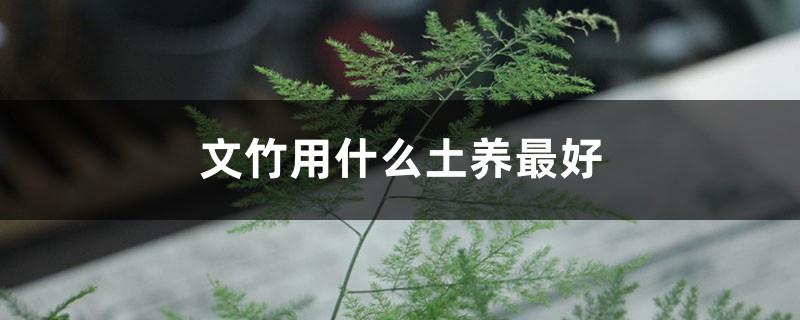 What is the best soil to grow Asparagus bamboo