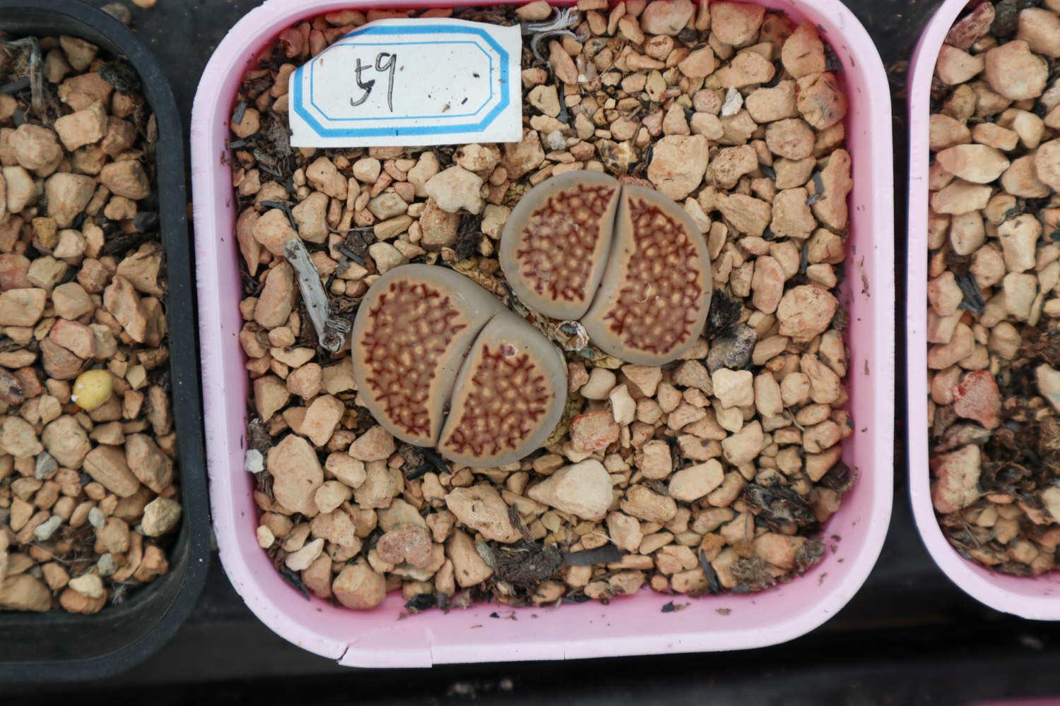 Lithops