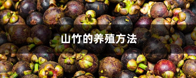 Mangosteen cultivation methods and precautions