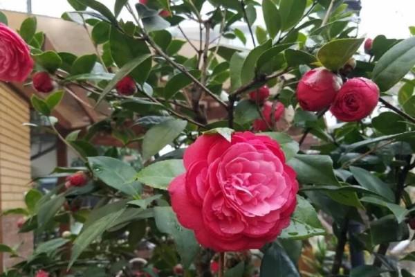 Growing flowers in the open in winter No pressure, these 6 kinds of flowers will get redder as they freeze! 
