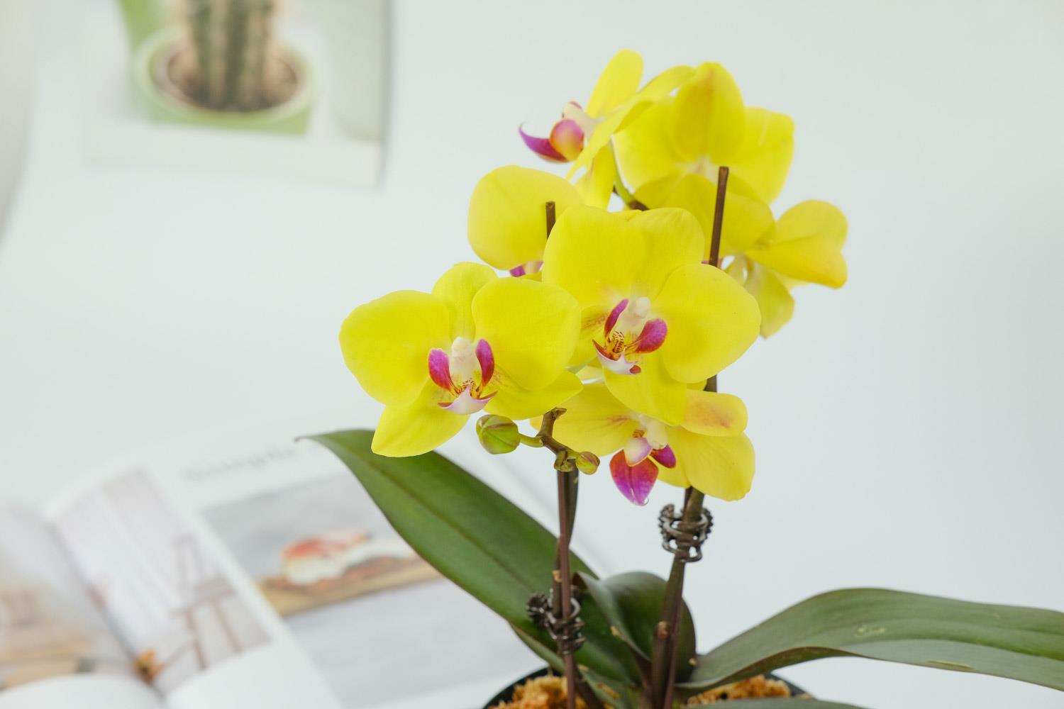 Phalaenopsis