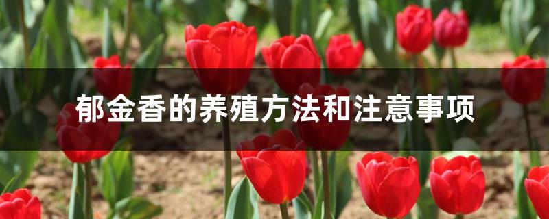 Tulip cultivation methods and precautions