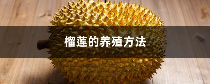 A complete collection of durian farming methods