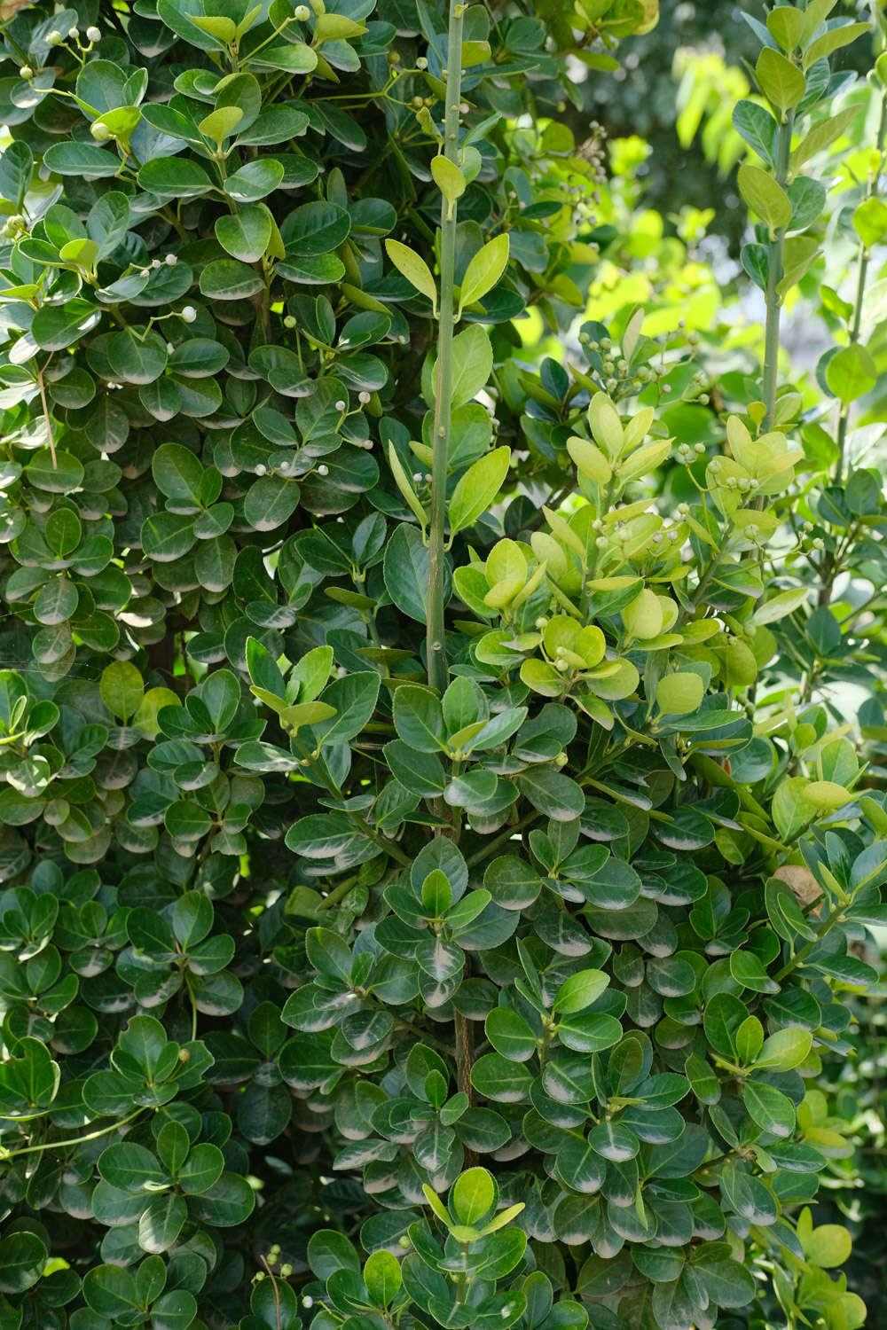 Boxwood