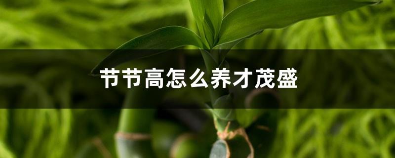 How to keep talents flourishing when they are taller and taller, is it the same as Lucky Bamboo