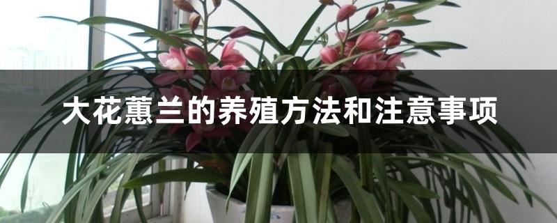 Cymbidium cultivation methods and precautions