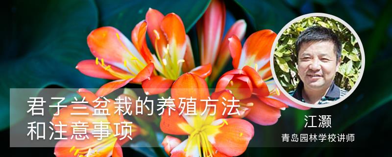 Clivia potted cultivation methods and precautions