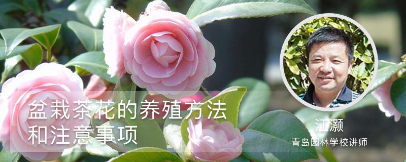 Cultivation methods and precautions for potted camellias
