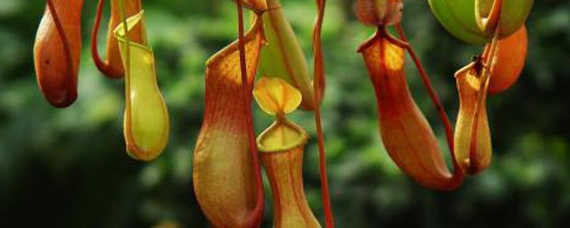 What insects do pitcher plants rely on for pollination, and how do you differentiate between males and females