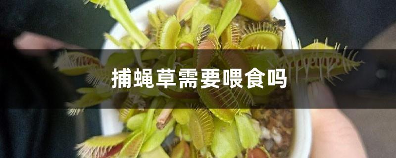 Does the flytrap need to be fed? How does it catch flies