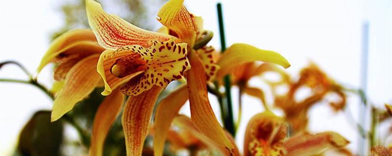 Cultivation methods and precautions of tiger head orchid