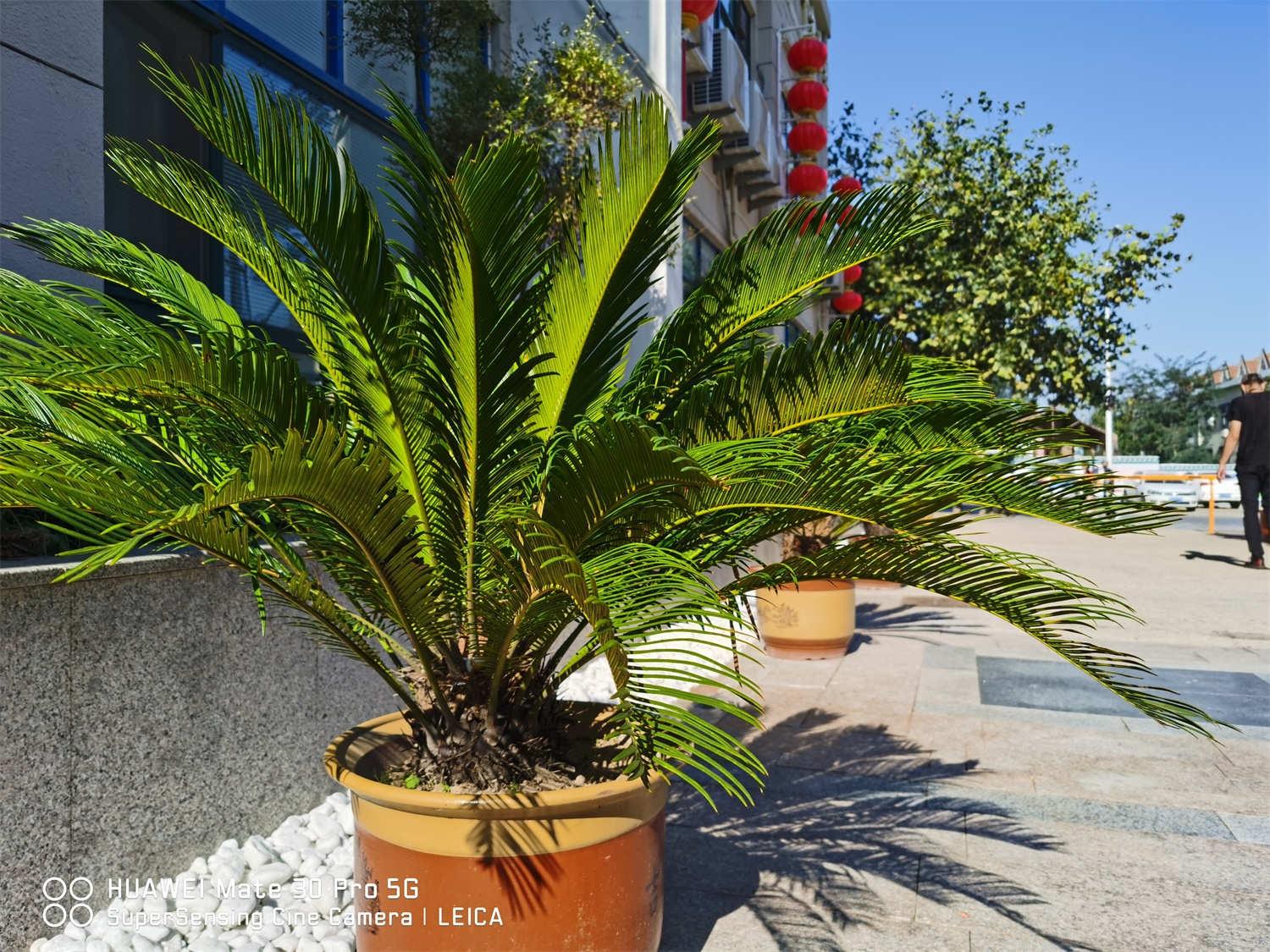 Cycad