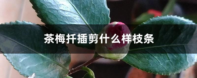 What kind of branches should be cut from Camellia japonica cuttings