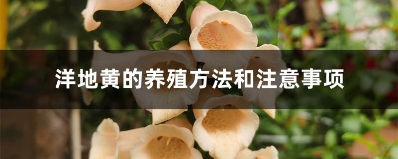 Cultivation methods and precautions for digitalis