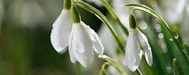 Cultivation methods and precautions for snowdrop flowers