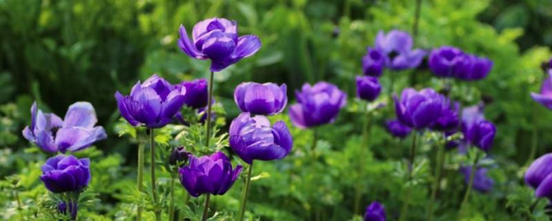 Anemone cultivation methods and precautions