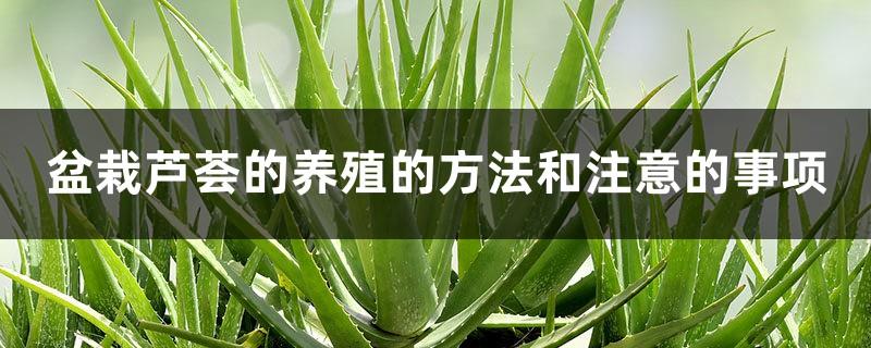 How to cultivate potted aloe vera and matters needing attention