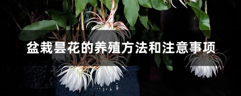 Cultivation methods and precautions for potted epiphyllum