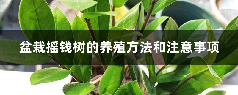 Cultivation methods and precautions for potted money trees