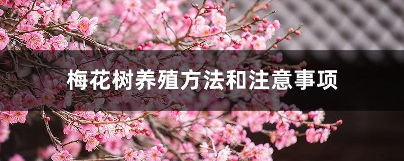 Methods and precautions for cultivating plum blossom trees