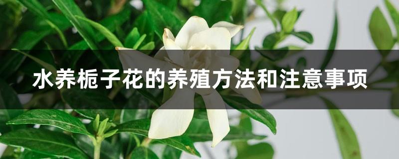 Cultivation methods and precautions for growing gardenias in water