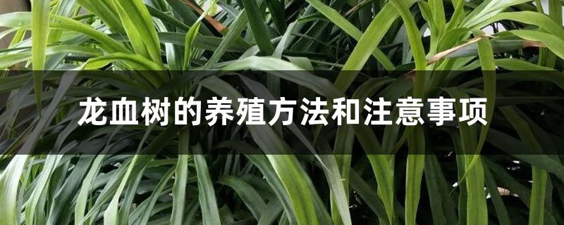 Dracaena cultivation methods and precautions