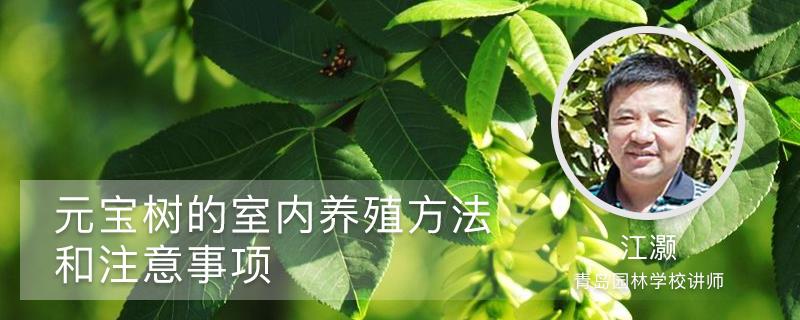 Ingot Tree Cultivation Methods and Precautions
