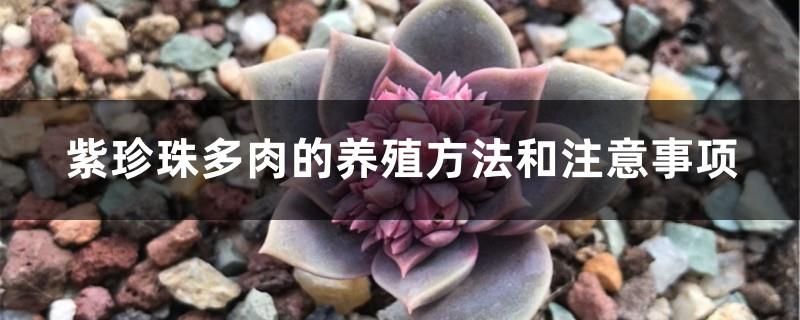 Purple Pearl Succulent Breeding Methods and Precautions