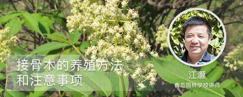 Elder cultivation methods and precautions