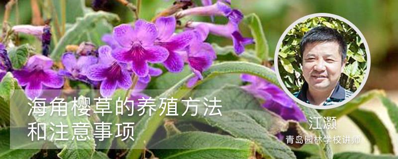 Cape Primula cultivation methods and precautions