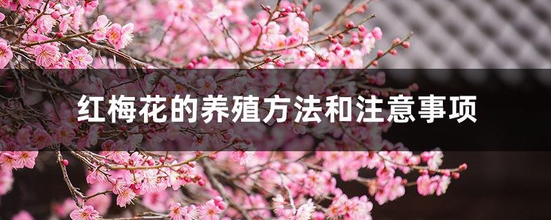 Red plum blossom cultivation methods and precautions