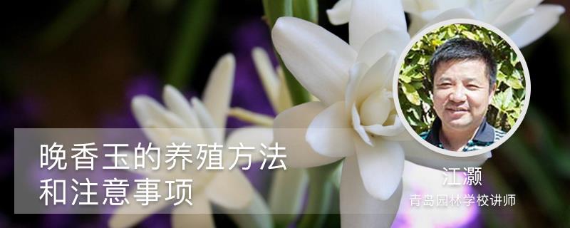 Tuberose cultivation methods and precautions