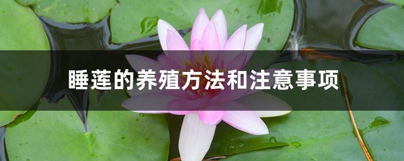 Water lily farming methods and precautions