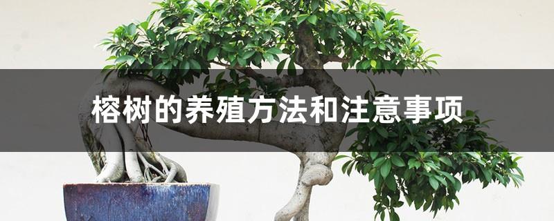 Cultivation methods and precautions of banyan trees