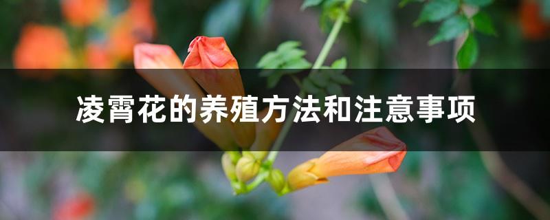 Lingxiao flower cultivation methods and precautions