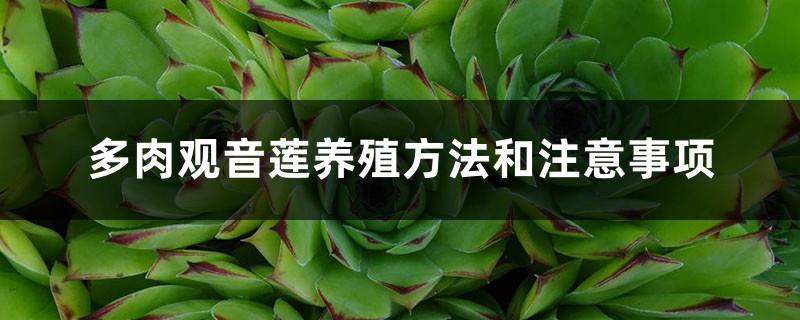 Succulent Guanyin Lotus Breeding Methods and Precautions