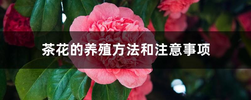 Camellia cultivation methods and precautions