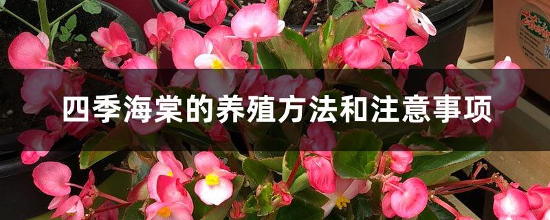 Cultivation methods and precautions of Begonia of all seasons