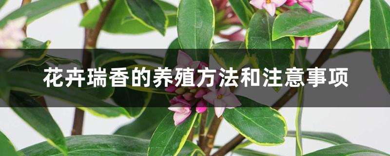 Flower Daphne cultivation methods and precautions