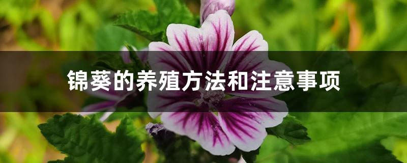Mallow cultivation methods and precautions