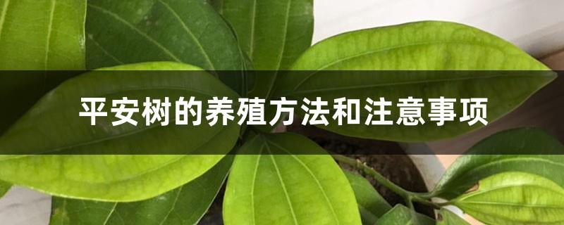 Ping An Tree Cultivation Methods and Precautions