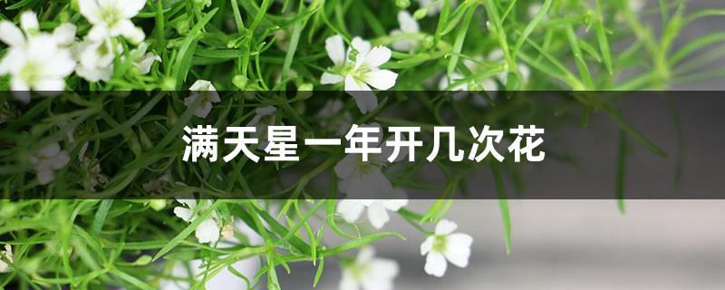 How many times does Gypsophila bloom a year