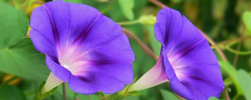 When does the morning glory bloom?