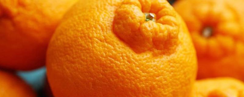 Why are ugly oranges called ugly oranges, and where are they suitable for planting?