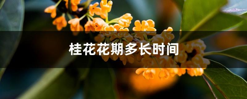 How long does Osmanthus bloom?