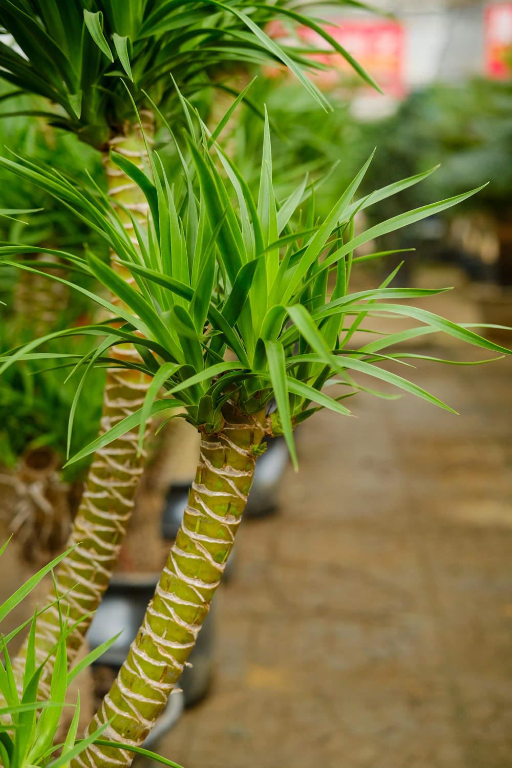 Dragon Blood Tree