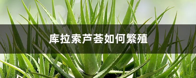 How to Propagate Aloe Vera