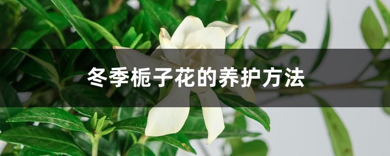 How to care for gardenias in winter